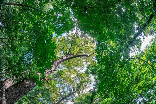 Foto Wide-angle view of a lush forest under sunlight, with dappled patterns on the gr