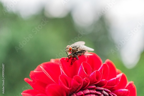 A vibrant red flower in full bloom with a resting bee, captured against a softly blurred outdoor backdrop in a photograph taken from eye level