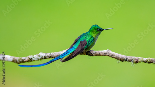 Photos Long-tailed Sylph Hummingbird Perched on Mossy Branch in Colombia