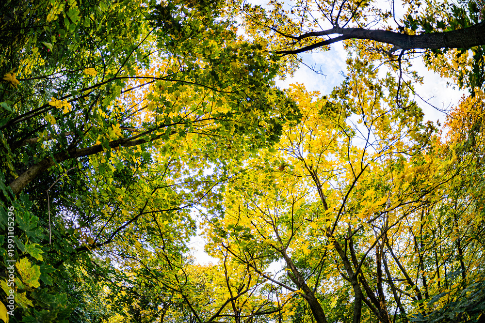 Fototapeta premium Close-up view of a moist, undisturbed forest floor under autumn foliage Dense canopy of yellow, orange, and green leaves filtered sunlight creating dappled light patterns No visible sky Natural so