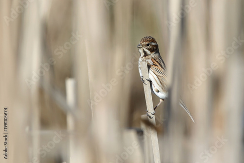 bruant ds roseaux en attente perché