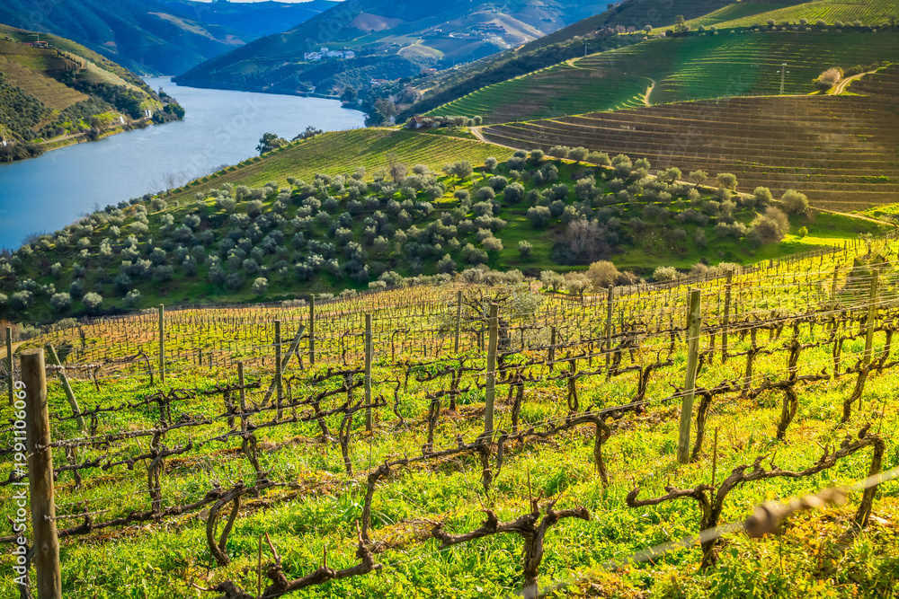 Fototapeta premium Douro wine valley with wineyards, Portugal, Unesco world heritage site