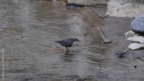 White-throated dipper female bird diving in the water for insects (Cinclus cinclus). European dipper Bird