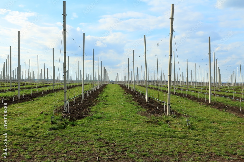 Obraz premium Rows of green plants