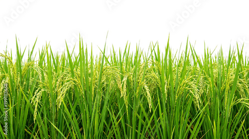 PNG Lush rice plants in field 
