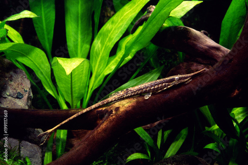 ファロエラ　ヒモナマズ　ナマズの仲間　アクアリウム