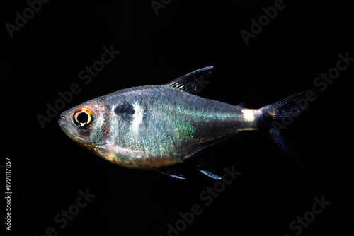 ヘッドアンドテールライトテトラ　黒バック