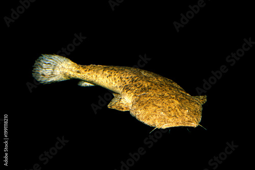 パカモン　ナマズの仲間　黒バック