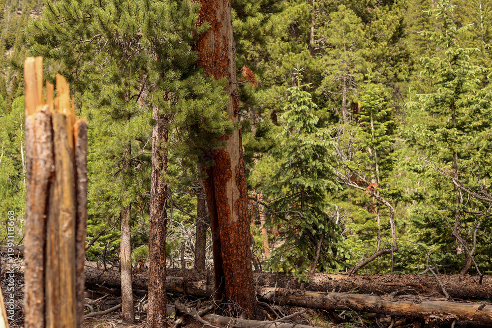 Fototapeta premium Broken Pine Trunk and Fallen Logs in Rocky Mountain National Park
