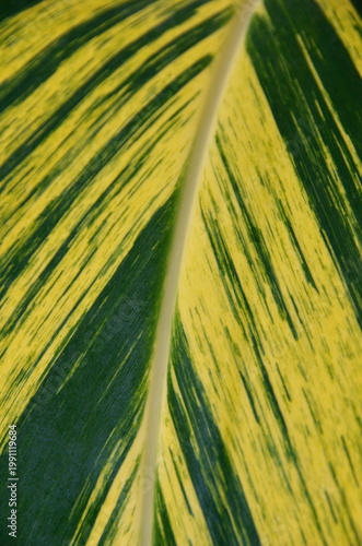 植物の葉のアップ　キフゲットウ　グラフィック素材
