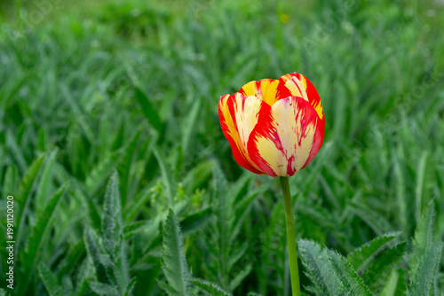 Single red and yellow variegated tulip flower blooming on green stem in lush garden grass. Bright spring colors and natural floral scene with soft background blur.
