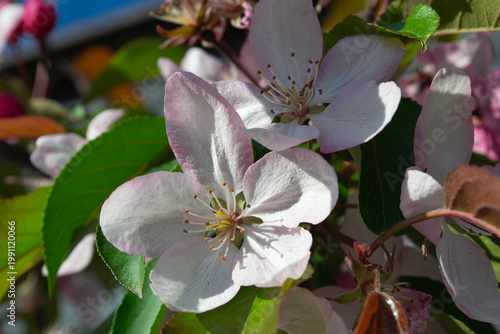 Macro view of delicate apple tree blossoms with soft white and pink petals, yellow stamens and fresh green leaves in sunlight. Spring garden atmosphere with natural background.
