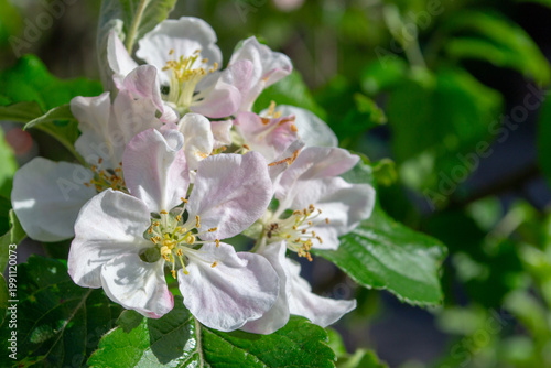 Macro view of delicate apple tree blossoms with soft white and pink petals, yellow stamens and fresh green leaves in sunlight. Spring garden atmosphere with natural background.