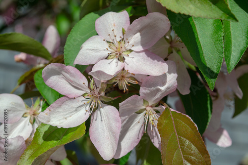 Macro view of delicate apple tree blossoms with soft white and pink petals, yellow stamens and fresh green leaves in sunlight. Spring garden atmosphere with natural background.
