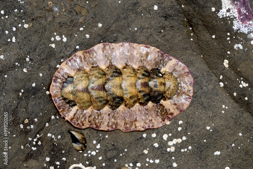 ニシキヒザラガイ　海辺の生物