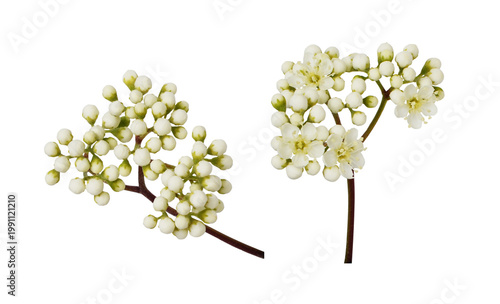 Set of small flowers and bu...