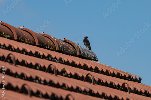 Dohle auf dem Dach