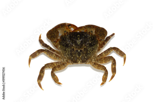 ヒライソガニ　海岸動物　白バック