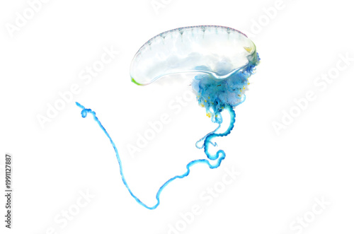 カツオノエボシ　白バック　漂着物