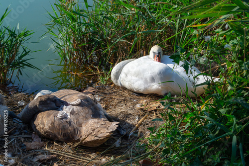 Swans and cygnets rest peacefully along a lakeside, surrounded by reeds and greenery. The family of birds enjoy a quiet nap, nestled comfortably in their natural habitat.