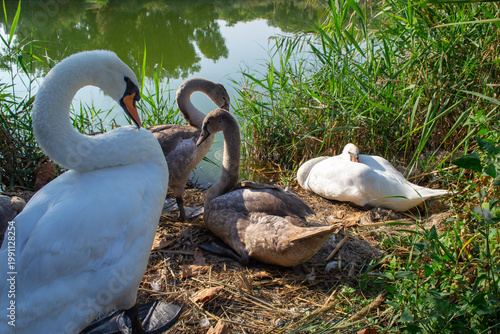 Swans and cygnets relax by a lakeside nest surrounded by lush greenery. The adult swans and their young are peacefully gathered, with some resting and others staying vigilant.