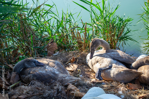 Two young cygnets rest peacefully at the water's edge, nestled among reeds and dried leaves. This serene lakeside scene captures the tranquility of nature and wildlife.
