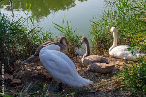 Swans and Cygnets Resting by a Serene Riverside
