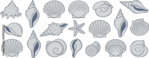 Collection of grey and blue detailed seashell and starfish mollusk marine ocean