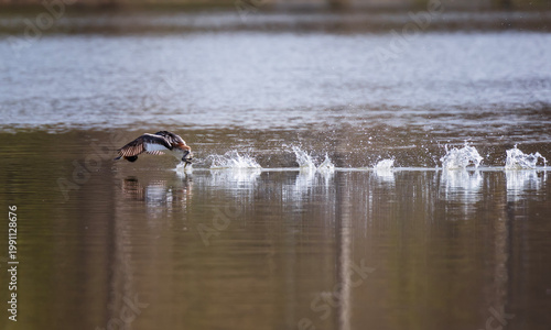 Fotografi Great crested grebe bird runs on water in a spring park with its neck stretched
