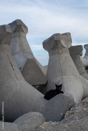 Three black cats relaxing on concrete wave breaker tetrapods along coastal harbor pier under cloudy sky. Calm seaside urban scene with perspective lines and copy space.