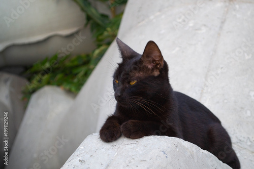 Black domestic cat with bright yellow eyes resting calmly on a stone surface outdoors. Close up animal portrait with soft natural background and relaxed mood.