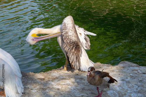 Pelican stands beside a pond, preening its feathers with its long beak. A duck walks nearby on the rocky edge. The scene captures a tranquil moment of bird wildlife.