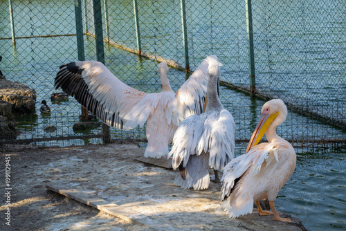 Pelicans in a zoo enclosure stand by a pond, one with wings wide open. The birds' feathers reflect various shades under sunlight, showcasing their natural behavior and habitat.