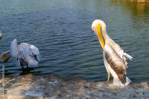 Pelicans engage in preening their feathers by a tranquil lakeside. The birds stand on the rocky shore, focusing on maintaining their plumage as the water gently ripples nearby.