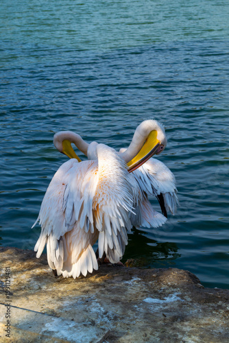  Two pelicans perched on a rocky shoreline are captured in a serene moment as they preen their feathers. The calm water in the background enhances the tranquil setting.