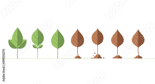 Evolution of a leaf: growth to wilting flat design