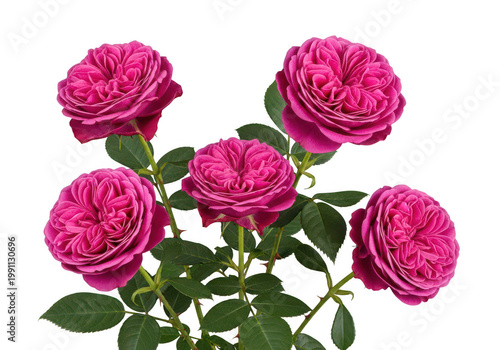 A bouquet of vibrant pink roses on transparent background
