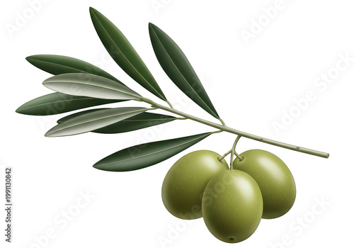 A branch of green olives with leaves on transparent background