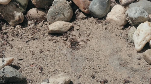 Colony of Ants Emerging from Underground Nest in Sandy Soil