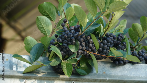 Black Chokeberry in orchard. Aronia melanocarpa.