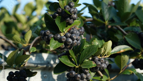 Black Chokeberry in orchard. Aronia melanocarpa.
