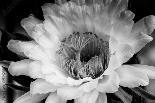 Cereus flower closeup