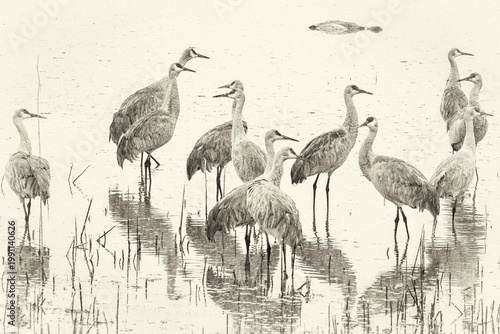 Sand Hill Crane Gathering