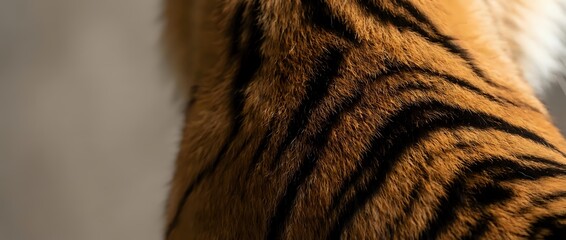Close-up of tiger fur showing distinctive orange and black striped pattern with fine detail texture for wildlife and nature photography projects.