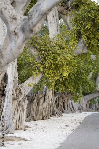 Beautiful old trees with multiple trunks on a quiet residential street.