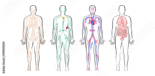 Organ Systems Sketch