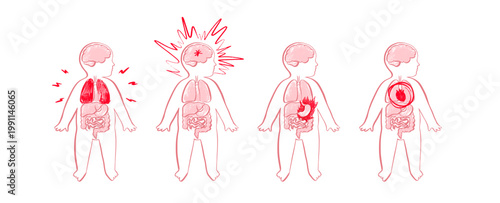 Organ Systems Sketch