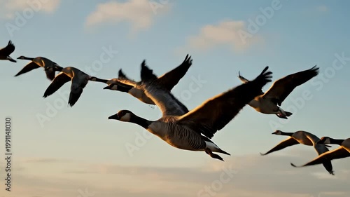 Geese flying formation vector illustration
