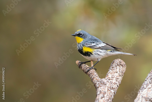 Audubon Yellow-rumped Warbler Male in Breeding Color