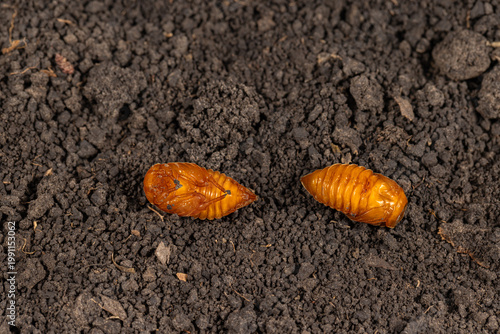Obraz na plátně June bug, May beetle, pupa in soil